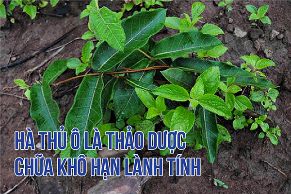ha-thu-o-la-thao-duoc-chua-kho-han-lanh-tinh